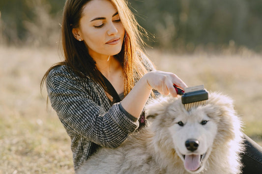 How to Groom Your Dog at Home Like a Pro - Happy Pet