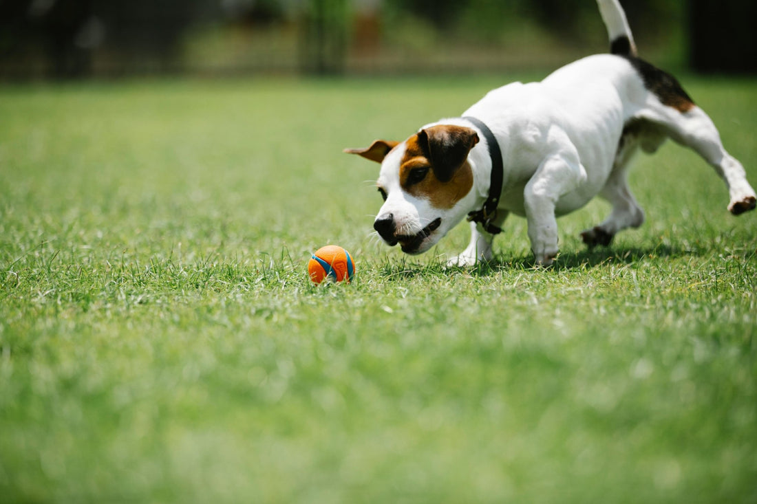 Kong Stuff-A-Ball vs Other Dog Chew Toys: Why It’s the Superior Choice - Happy Pet