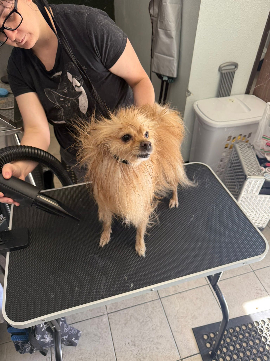 The Best Pet Grooming in Santee: Why Happy Pet Is Your Top Choice - Happy Pet