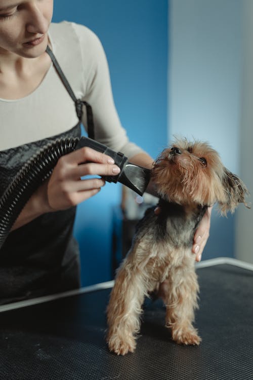Why Regular Grooming is Important for Your Dog’s Health - Happy Pet