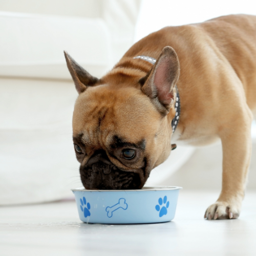 DOG FOOD - Happy Pet