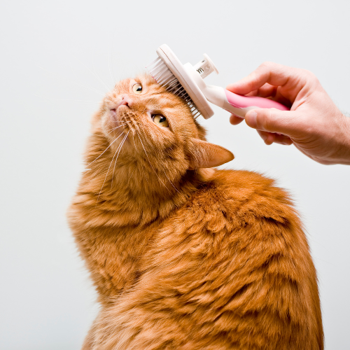 GROOMING & SUPPLEMENTS - Happy Pet