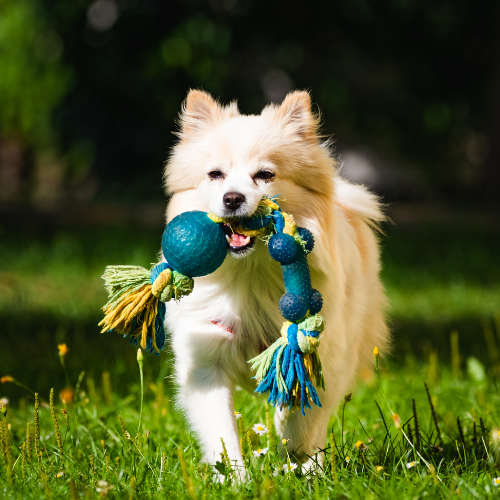 TOYS - Happy Pet